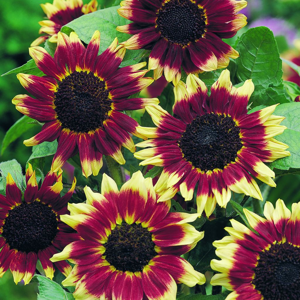 Girassol Florenza em sementes