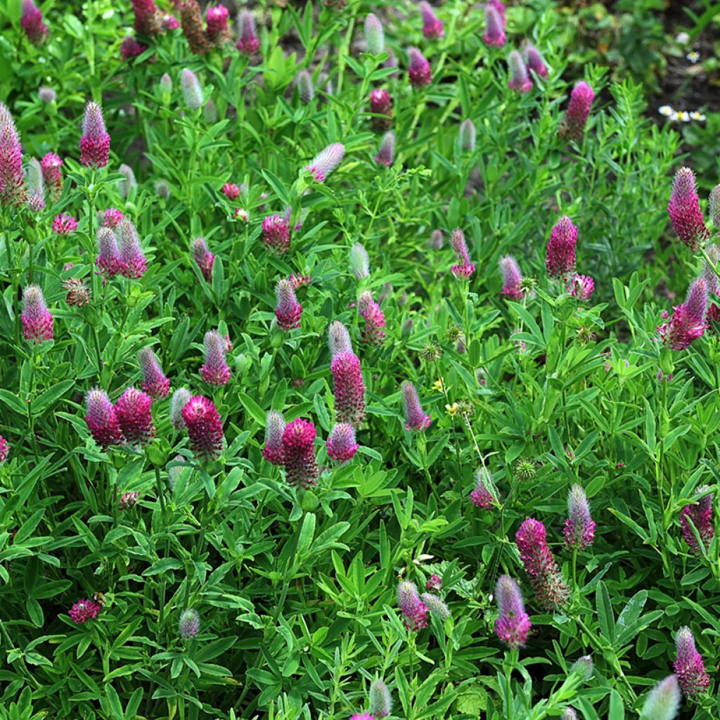 Trifolium rubens em sementes