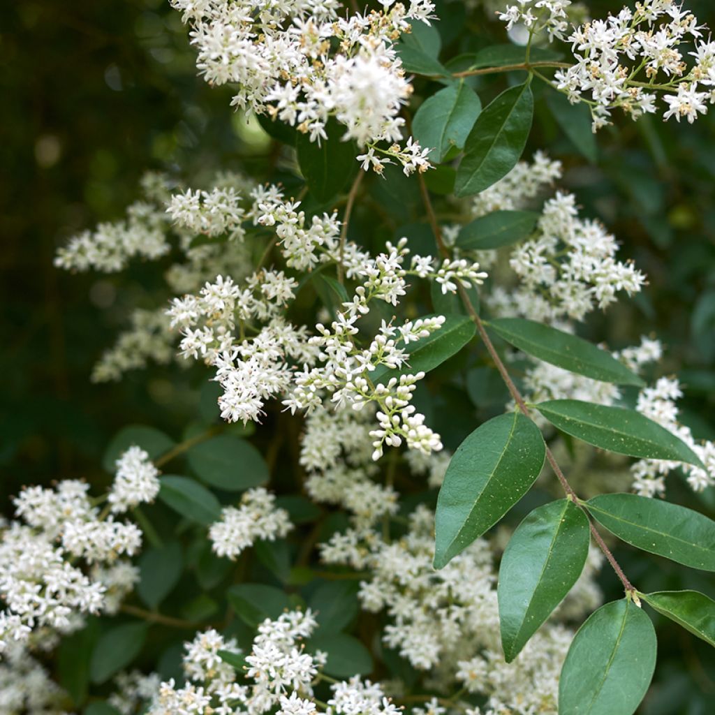 Alfeneiro em sementes - Ligustrum vulgare