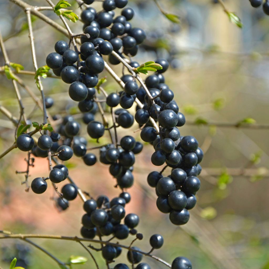 Alfeneiro em sementes - Ligustrum vulgare