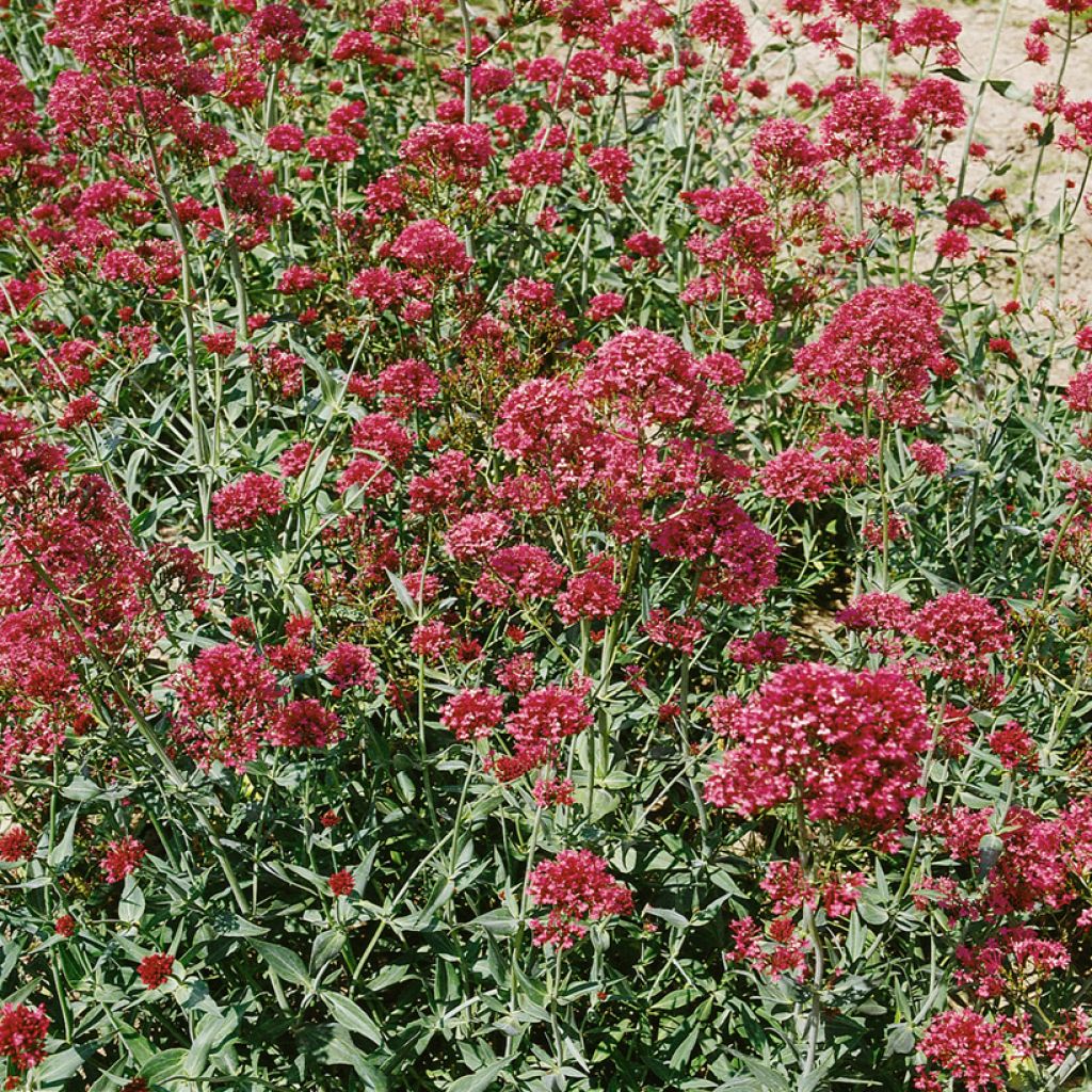 Centranthus ruber Pretty Betsy em sementes