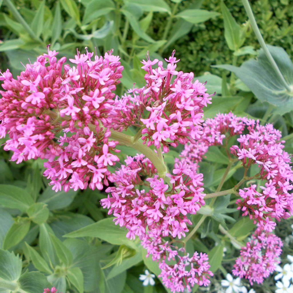 Centranthus ruber Rosato em sementes