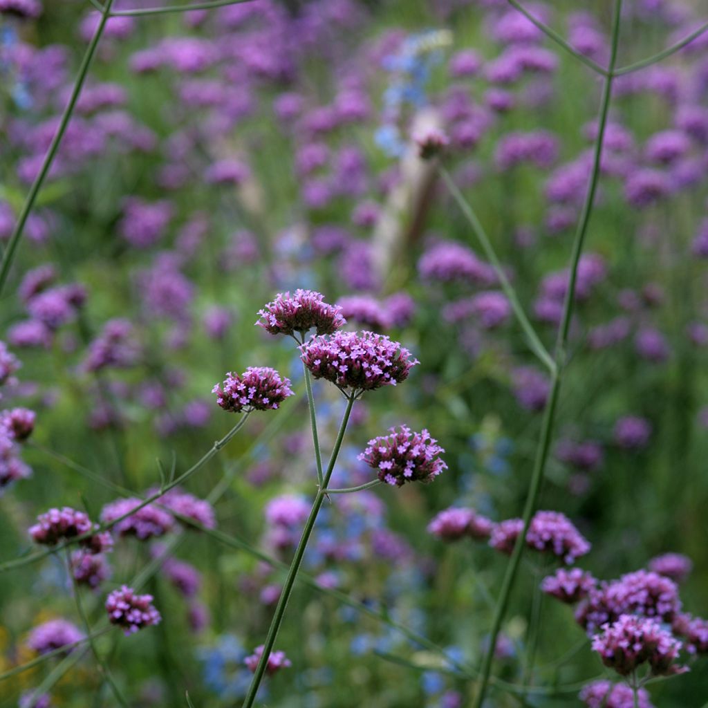 Verbena bonariensis Purple Top em sementes