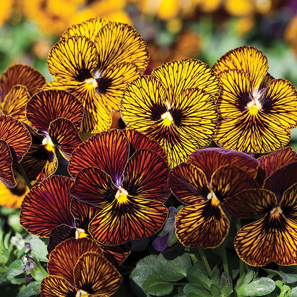 Viola cornuta Tiger Eye Mix em sementes