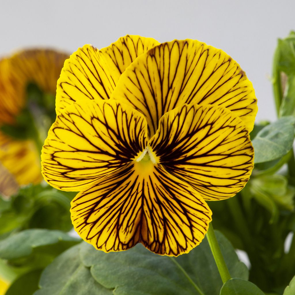 Viola cornuta Tiger Eye Yellow em sementes