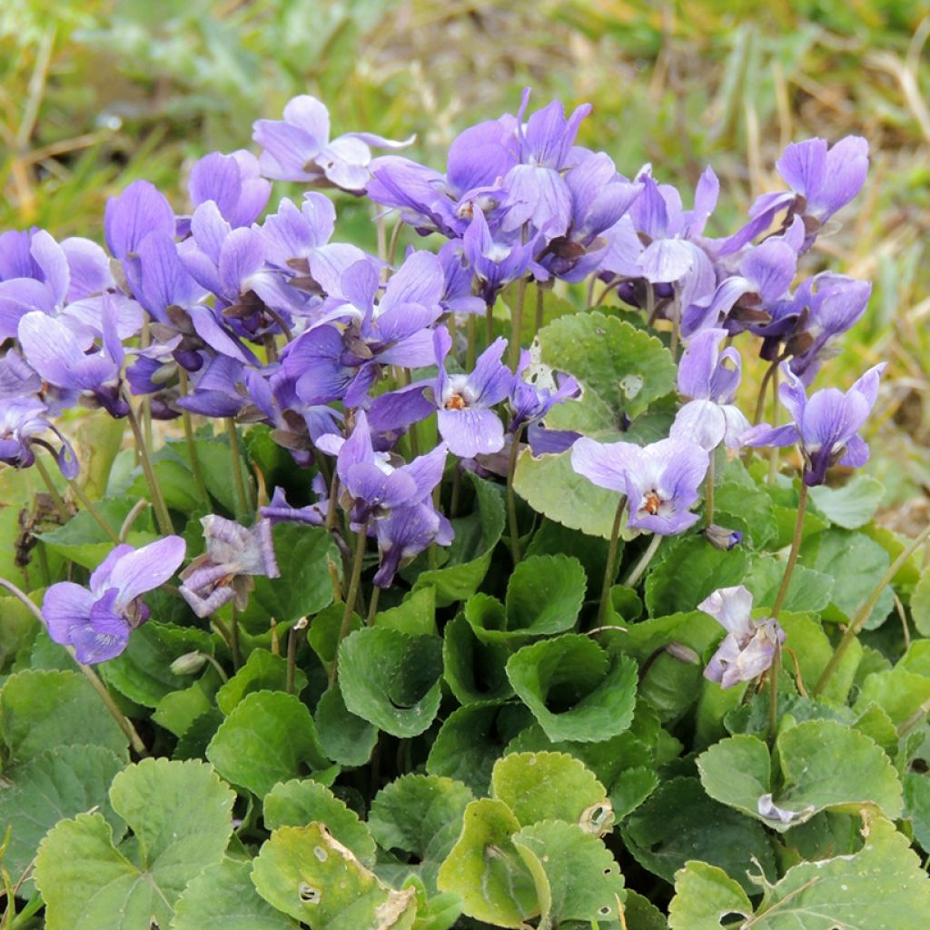 Viola odorata em sementes