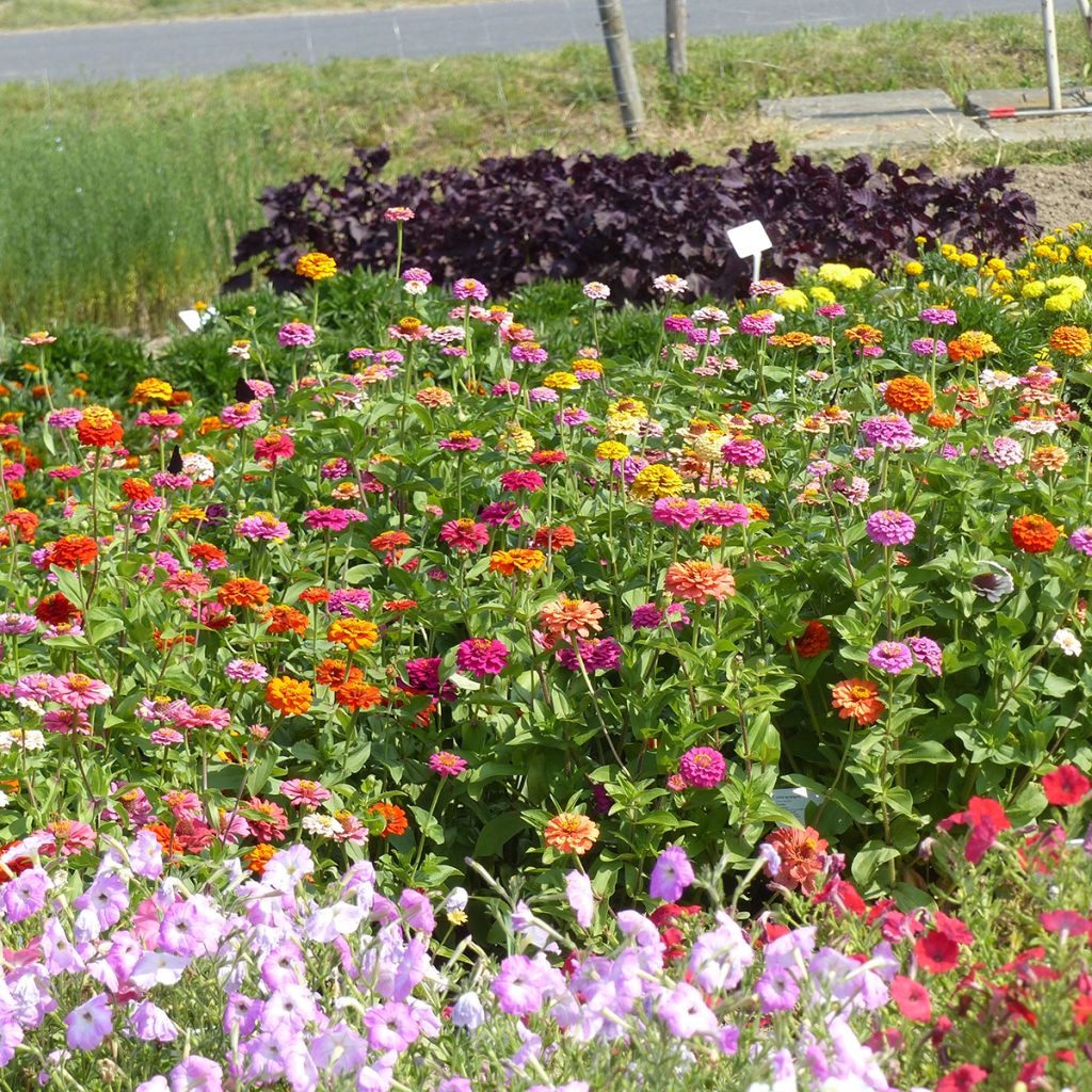 Zínia elegans Pépito Extra Mix em sementes