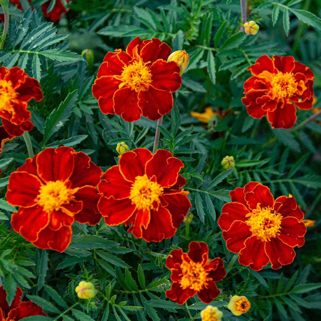 Cravo-francês Burning Embers em sementes - Tagetes linnaeus