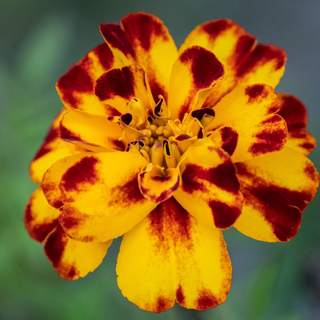 Cravo-túnico Alumia Crème Brulee em sementes - Tagetes patula