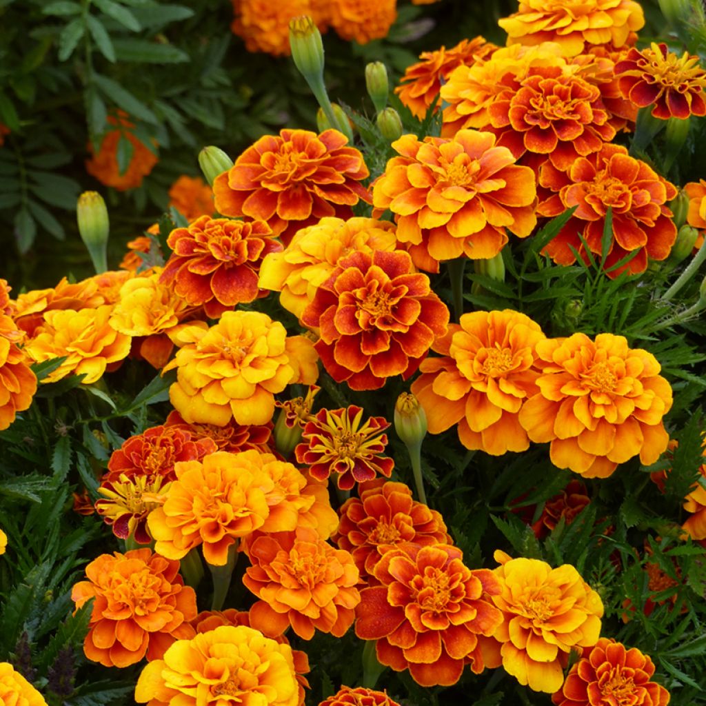 Cravo-túnico Reine Sophie em sementes - Tagetes patula