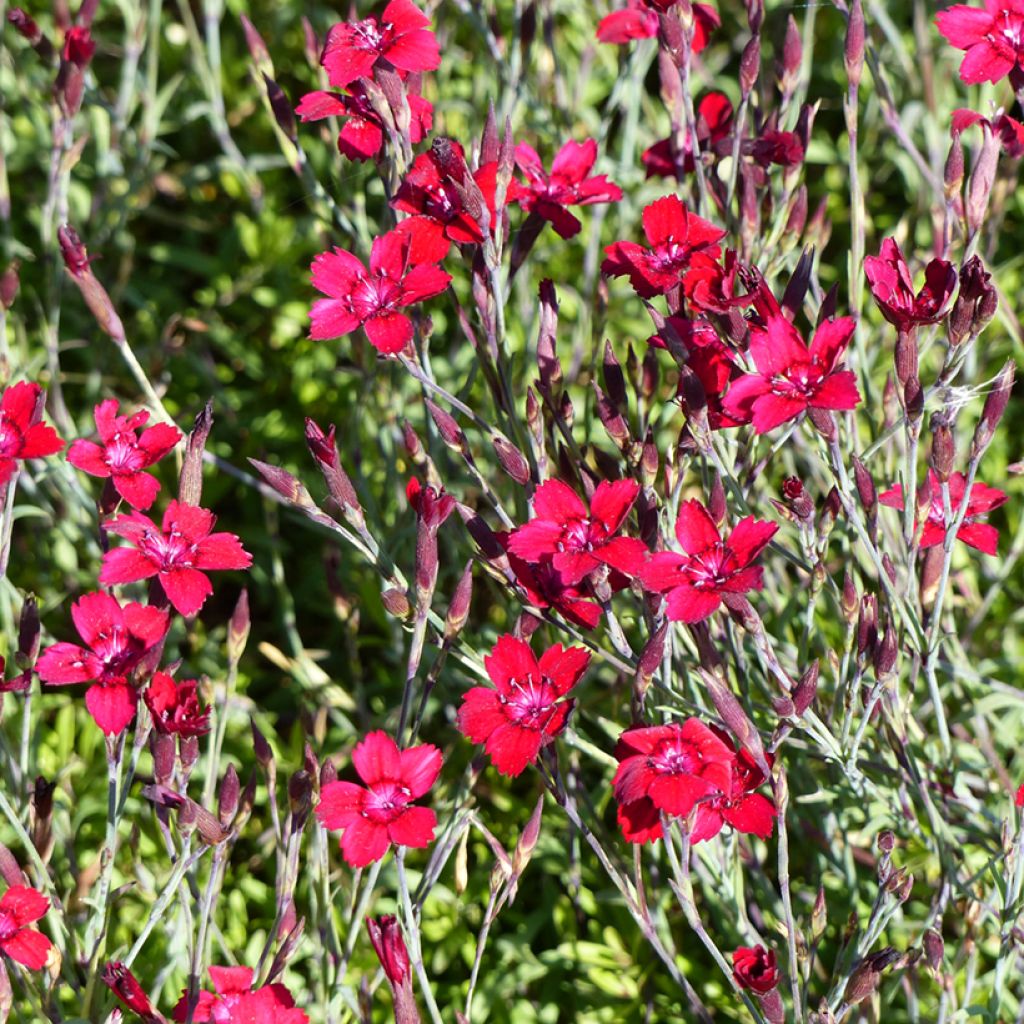 Sementes de Dianthus deltoides Fanal (Flashing Light, Leuchtfunk)