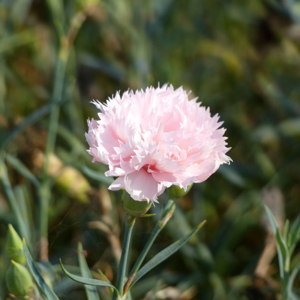 Sementes de Dianthus caryophyllus para florista La France