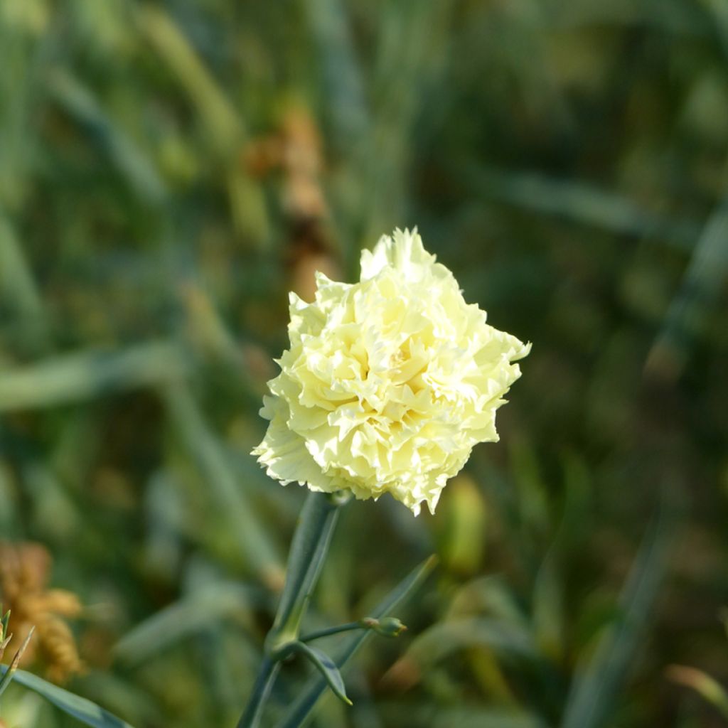 Sementes de Dianthus caryophyllus para florista Marie