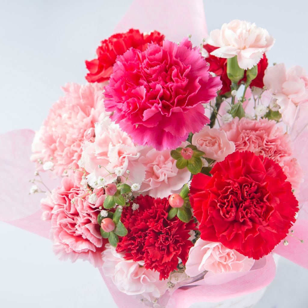 Sementes de Dianthus caryophyllus Triumph Mix para florista