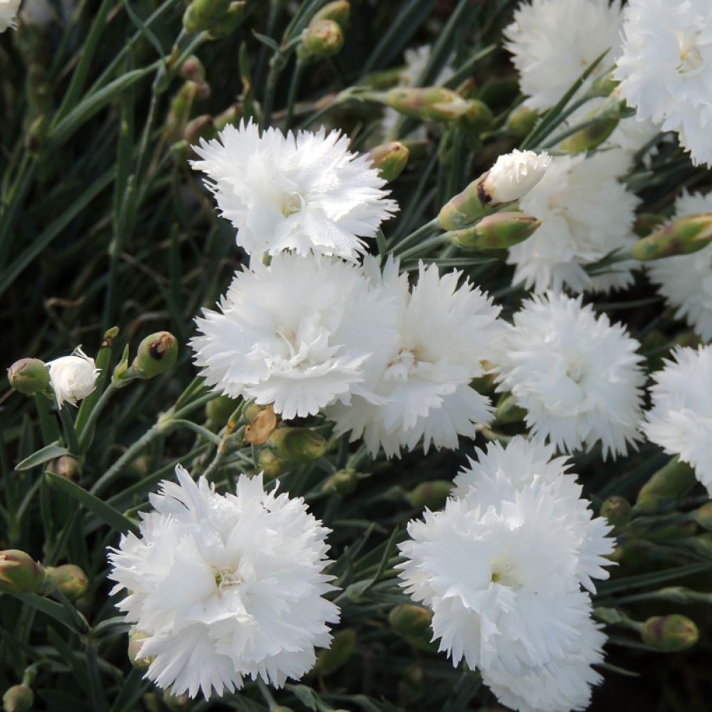 Sementes de Dianthus caryophyllus Albus Plenus