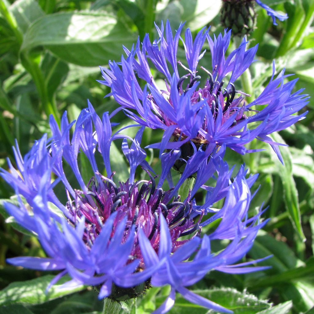 Graines de bleuet des montagnes - Centaurea montana