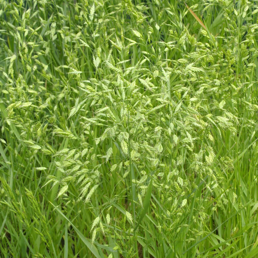 Bromus secalinus em sementes