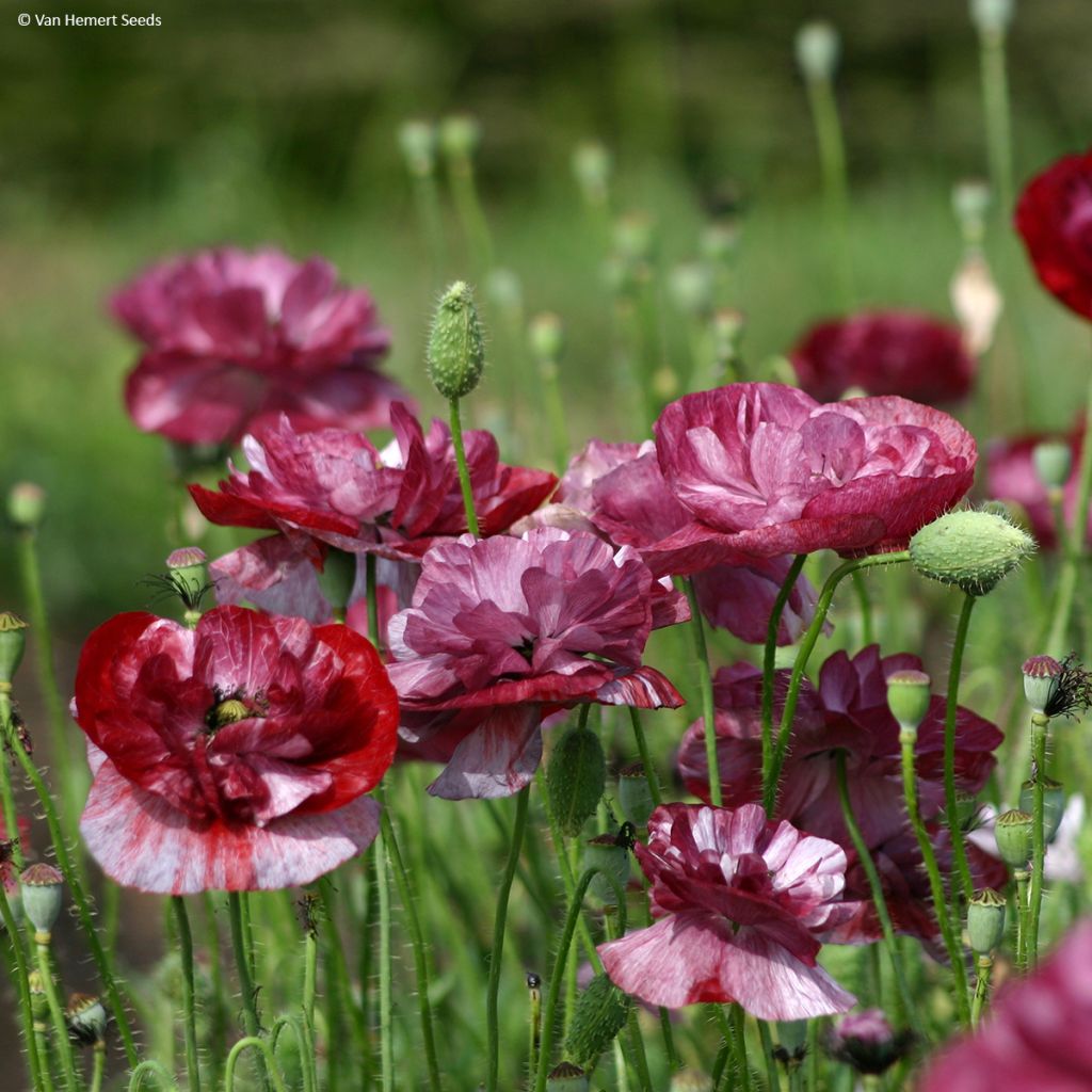 Papaver rhoeas Pandora em sementes