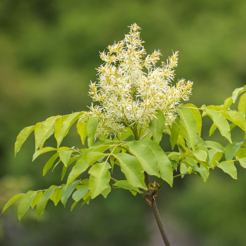 Fraxinus ornus em sementes