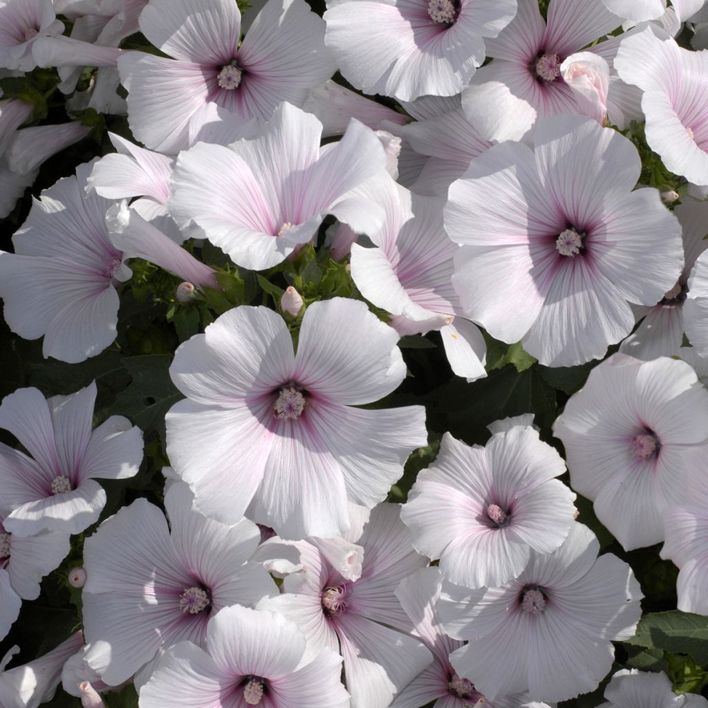 Malva rosa New Dwarf Pink Blush em sementes