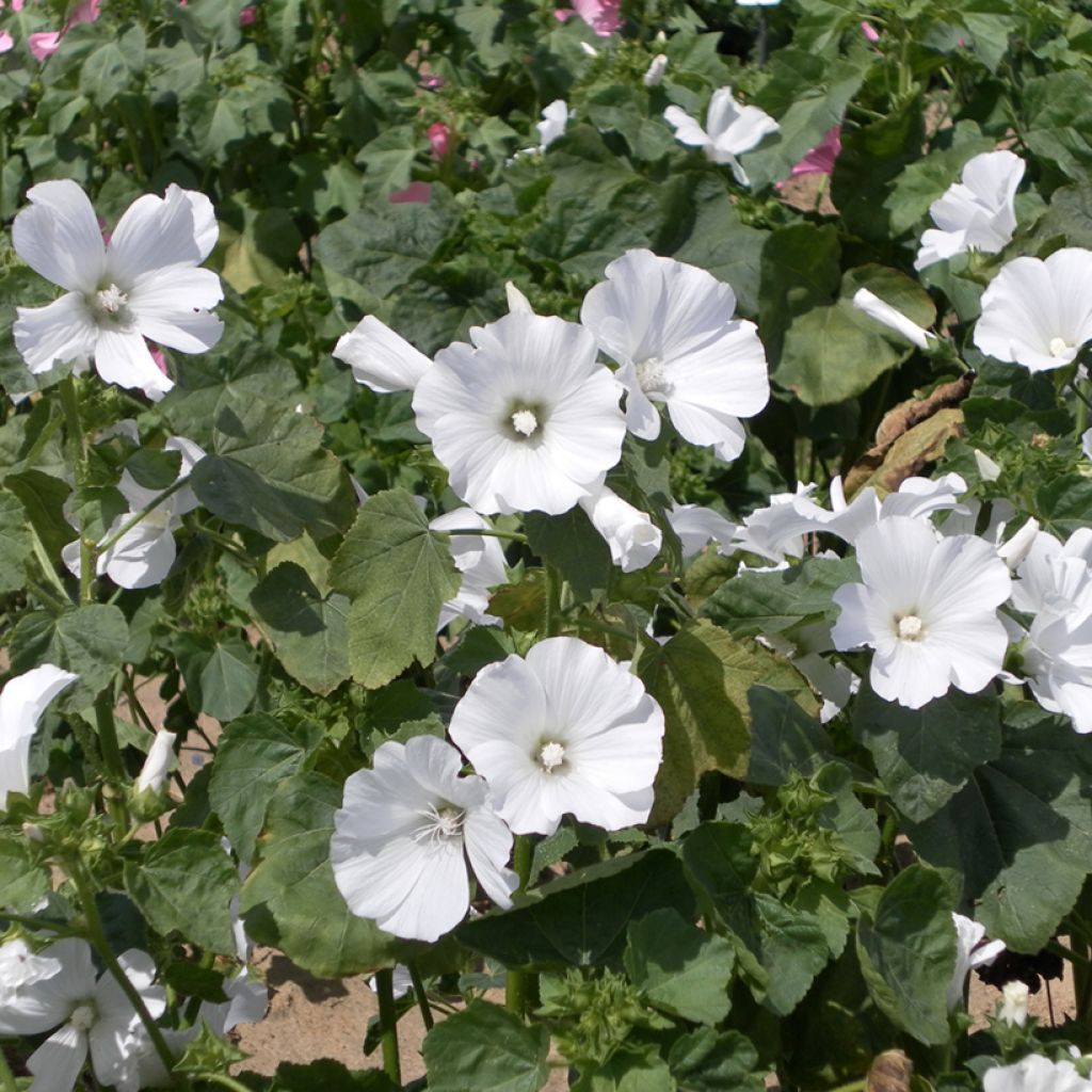 Malva rosa White Regis em sementes