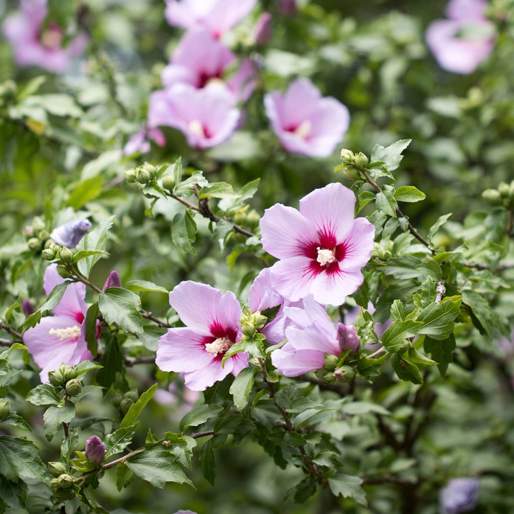 Hibiscus syriacus em sementes