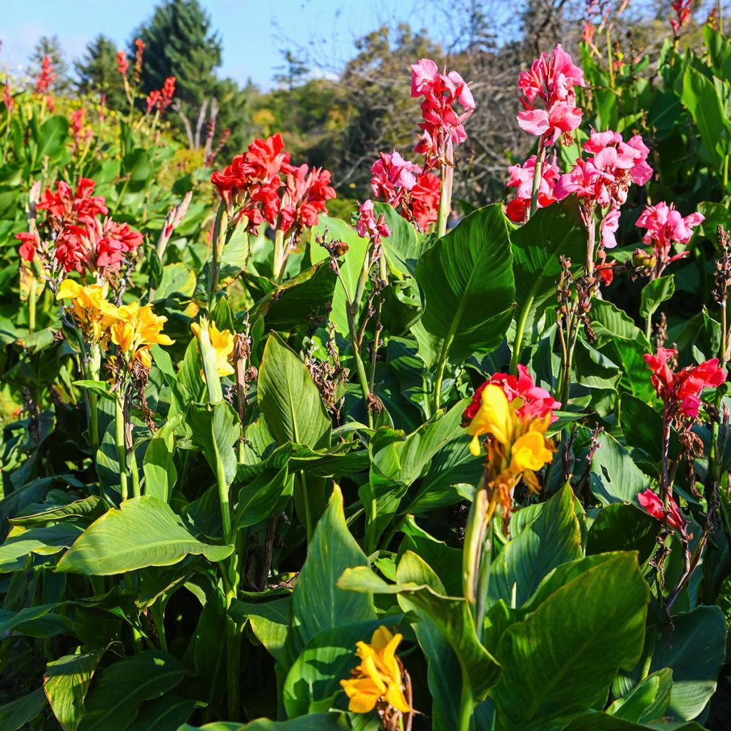 Canna indica T&M Hybrids em sementes