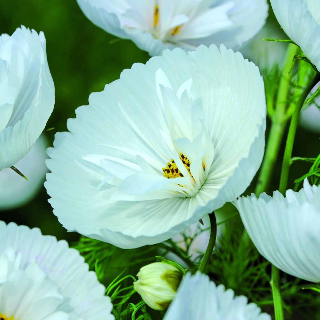 Cosmea Cupcakes White em sementes