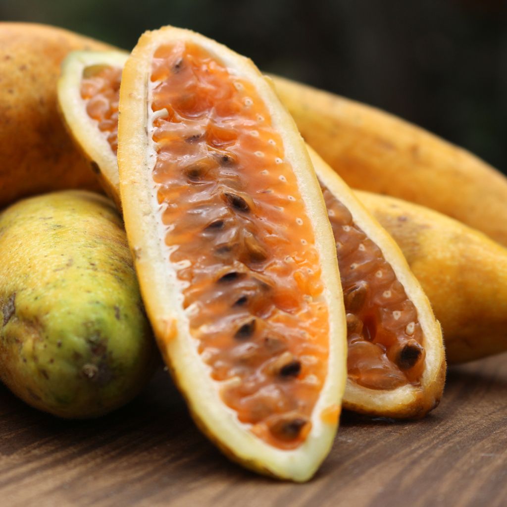 Passiflora tripartita var. mollissima em sementes