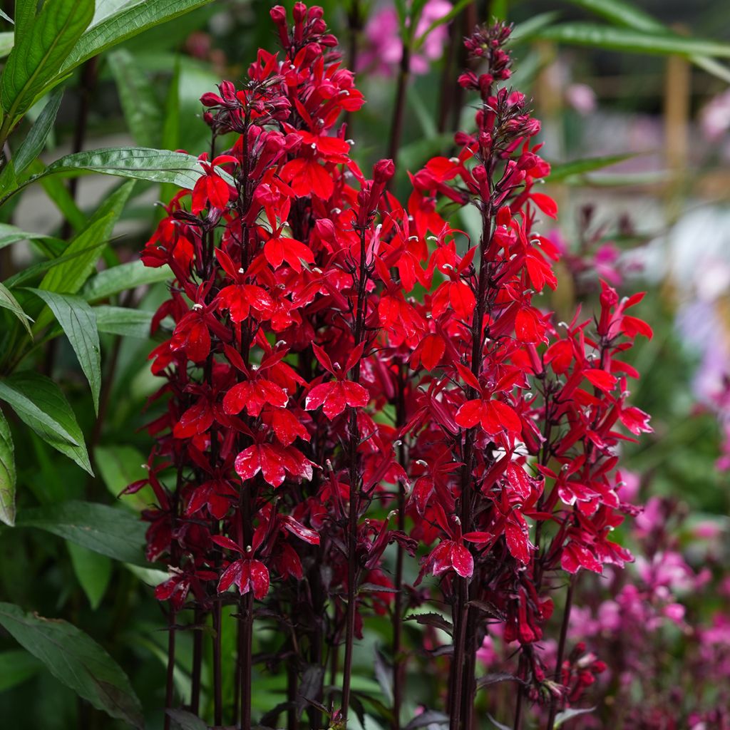 Lobélia speciosa Fan Scarlet em sementes