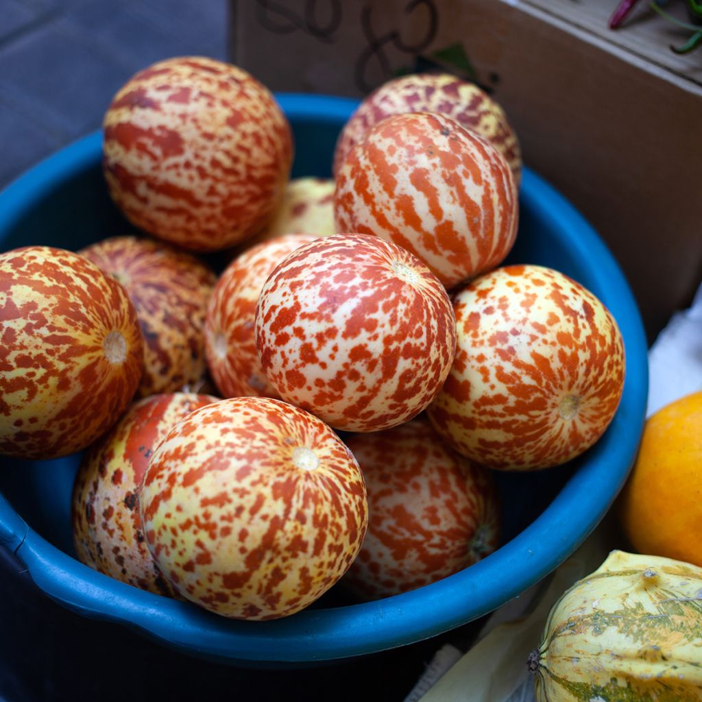 Melão-de-bolso Queen Annes