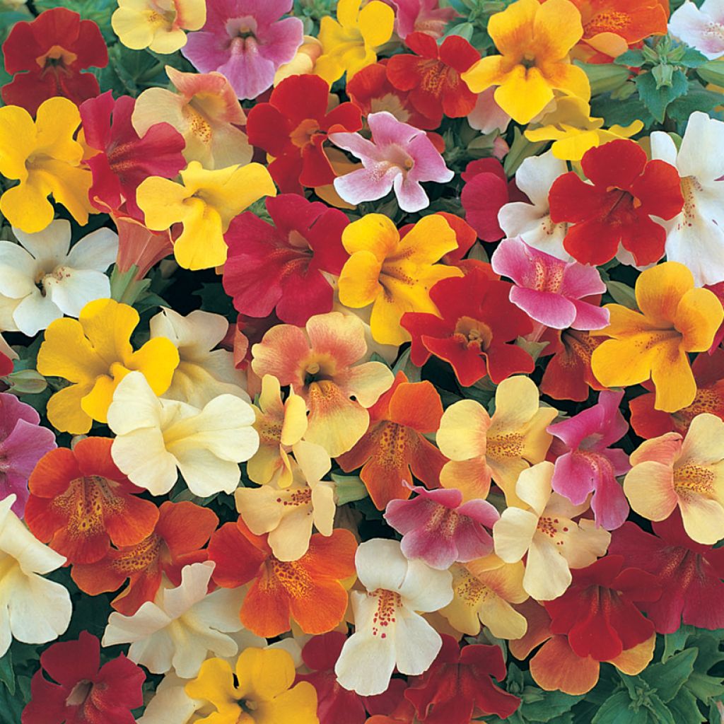 Mimulus Mystic Mixed F1 Hybrid em sementes