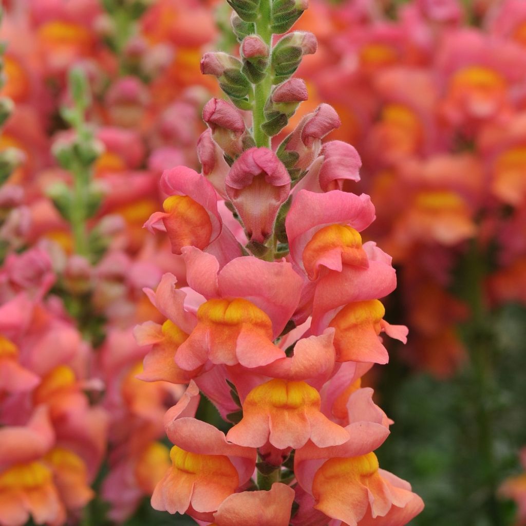 Antirrhinum majus F1 Potomac Orange em sementes - Boca-de-lobo
