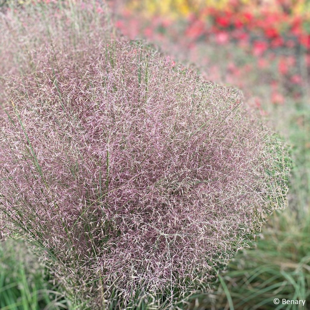 Muhlenbergia reverchonii Rosy em sementes