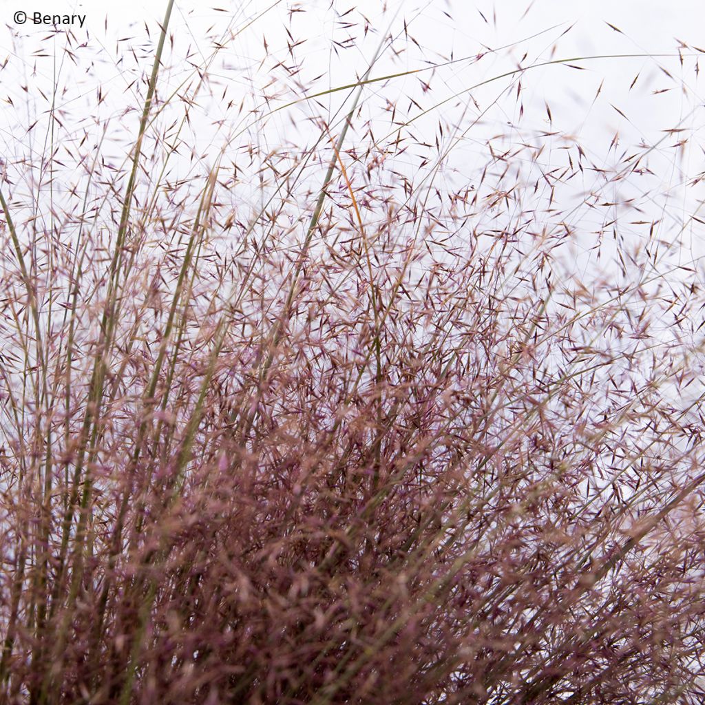 Muhlenbergia reverchonii Rosy em sementes