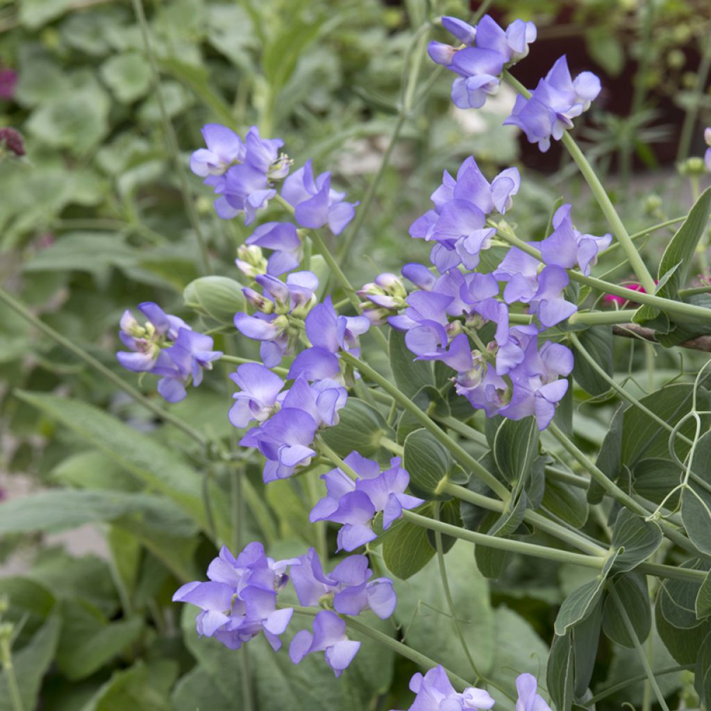 Lathyrus nervosus Lord Anson's Pea em sementes