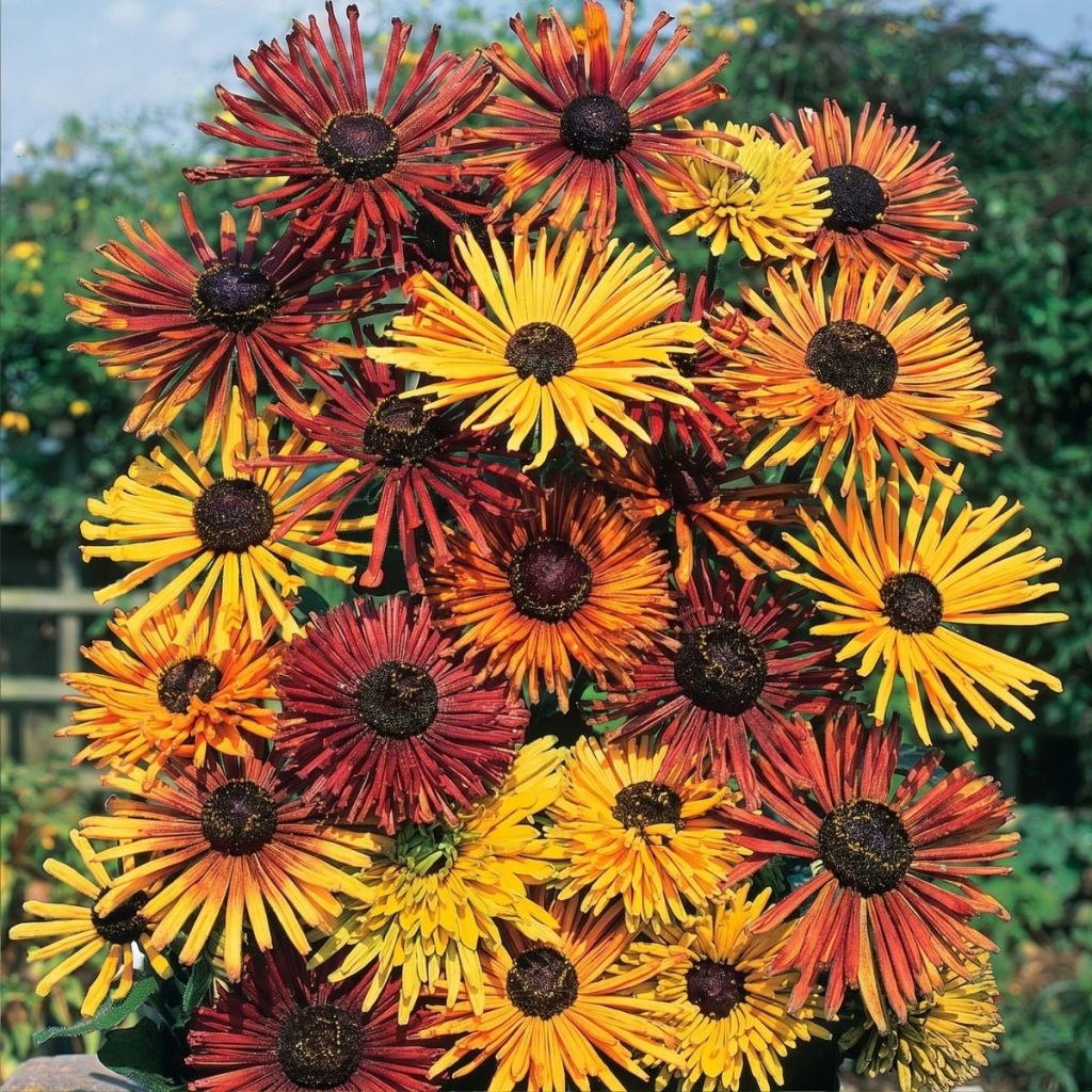 Rudbeckia hirta Chim Chiminee em sementes