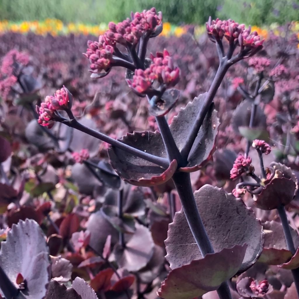 Sedum ussuriense Turkish Delight em sementes