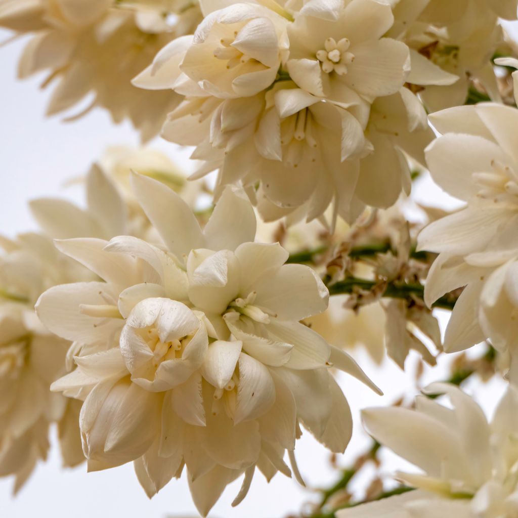 Yucca rostrata em sementes - Iúca-azul