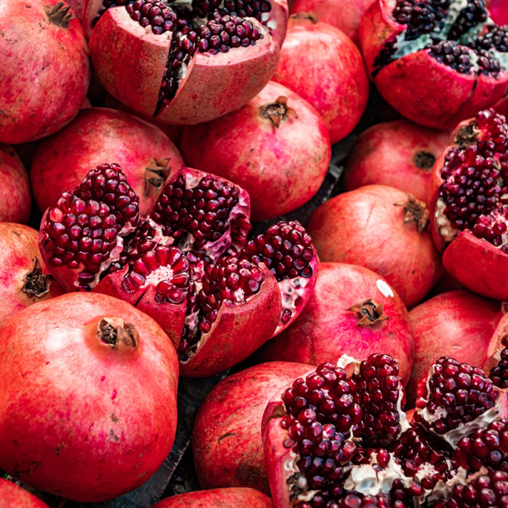 Romãzeira Acco - Punica granatum