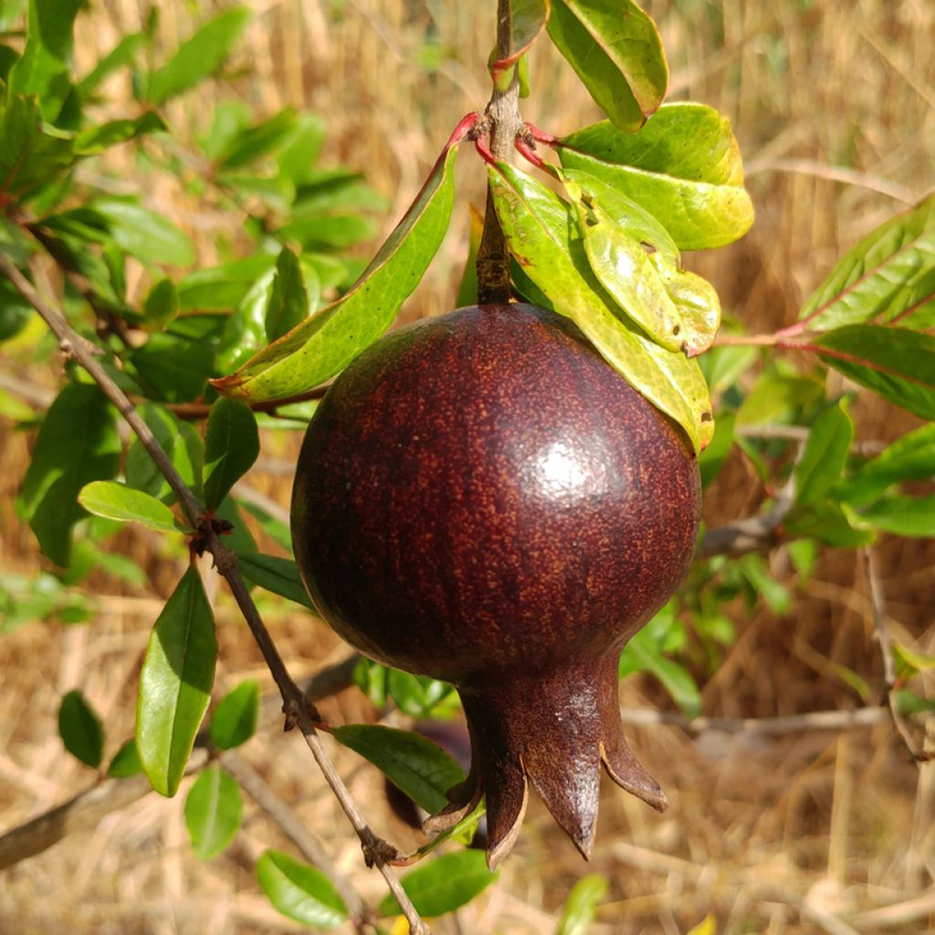 Romãzeira Asmar - Punica granatum