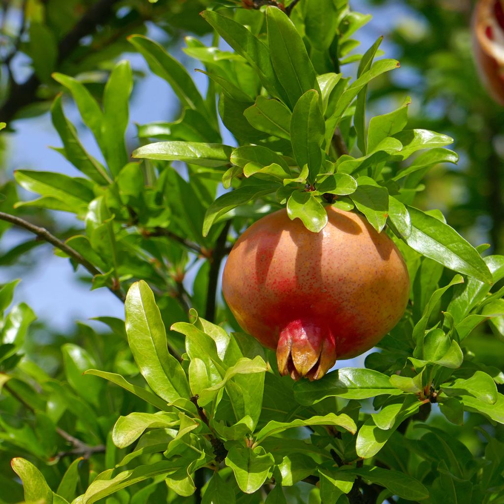 Romãzeira Lyubimy' Favorite™ - Punica granatum