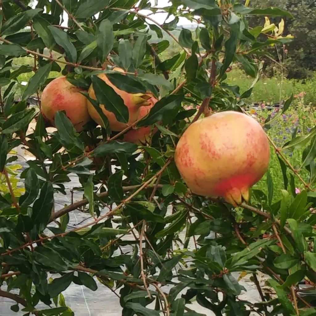 Romãzeira Sverkrannyi - Punica granatum