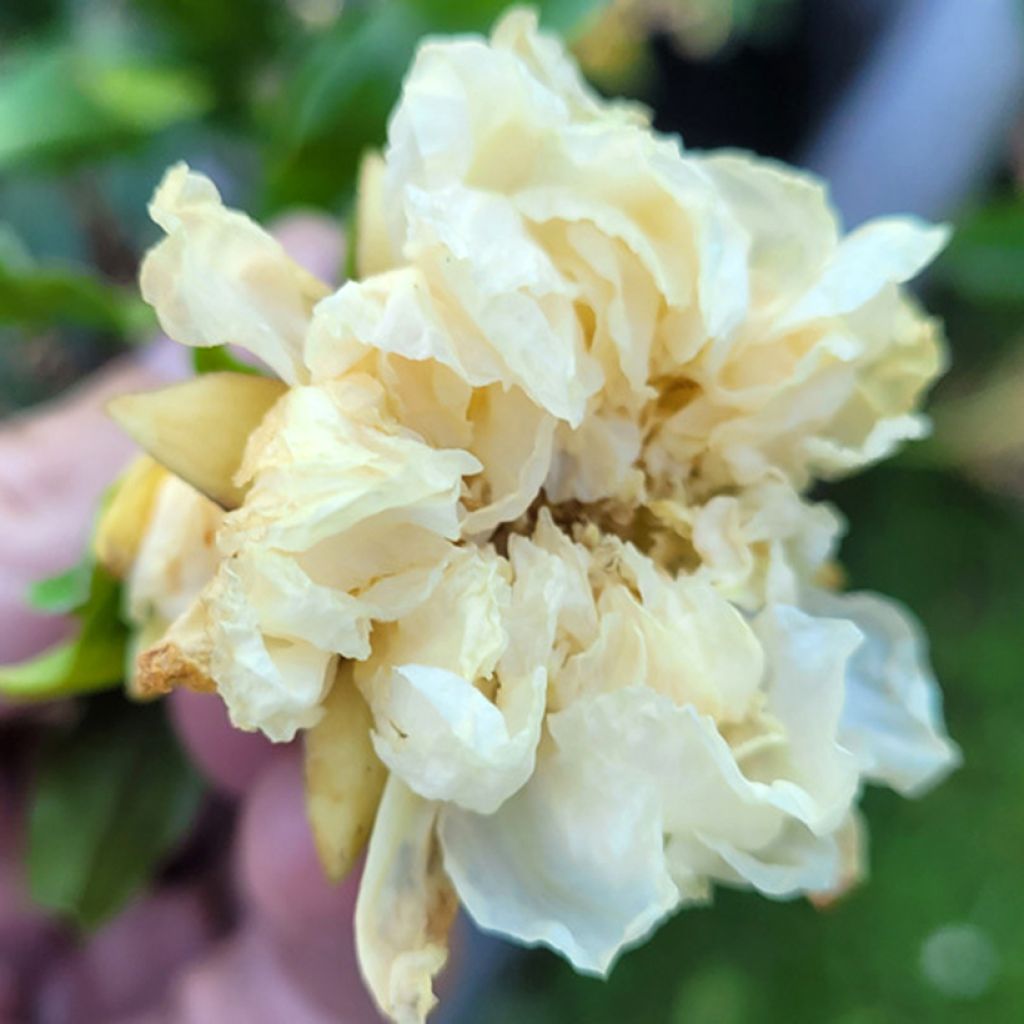 Romãzeira Alba Plena