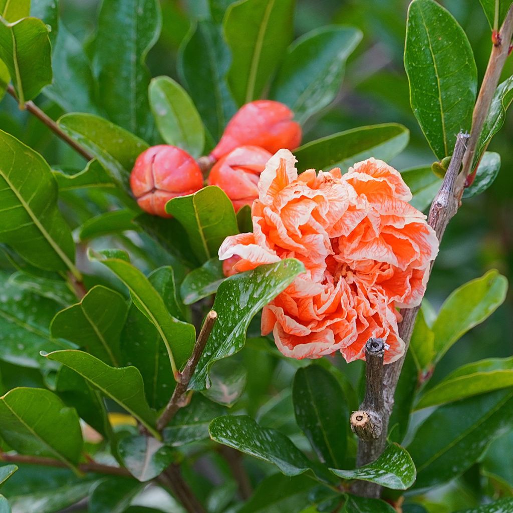 Romãzeira California Sunset