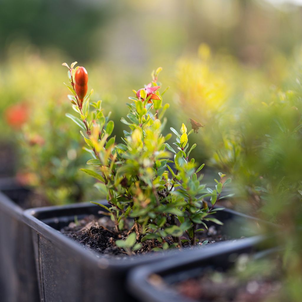 Romãzeira-anã Chico - Punica granatum