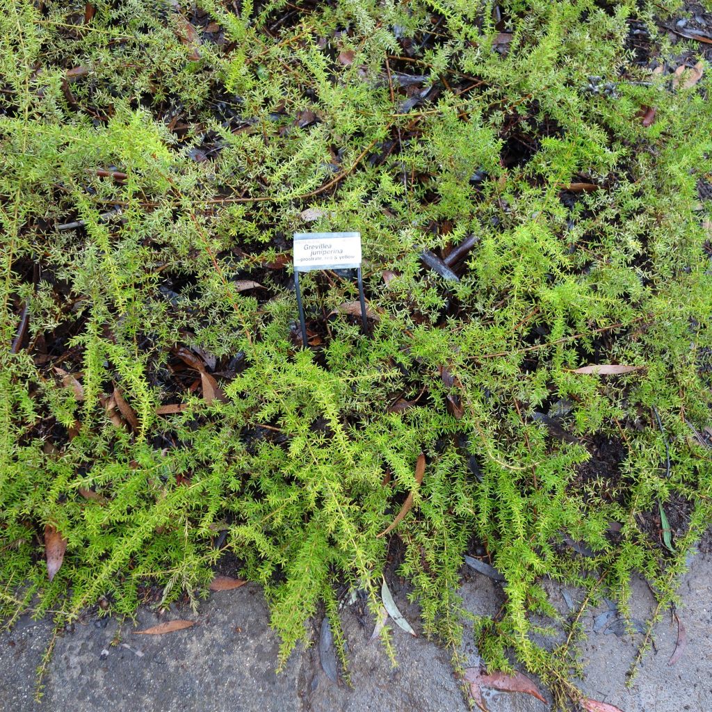 Grevillea juniperina