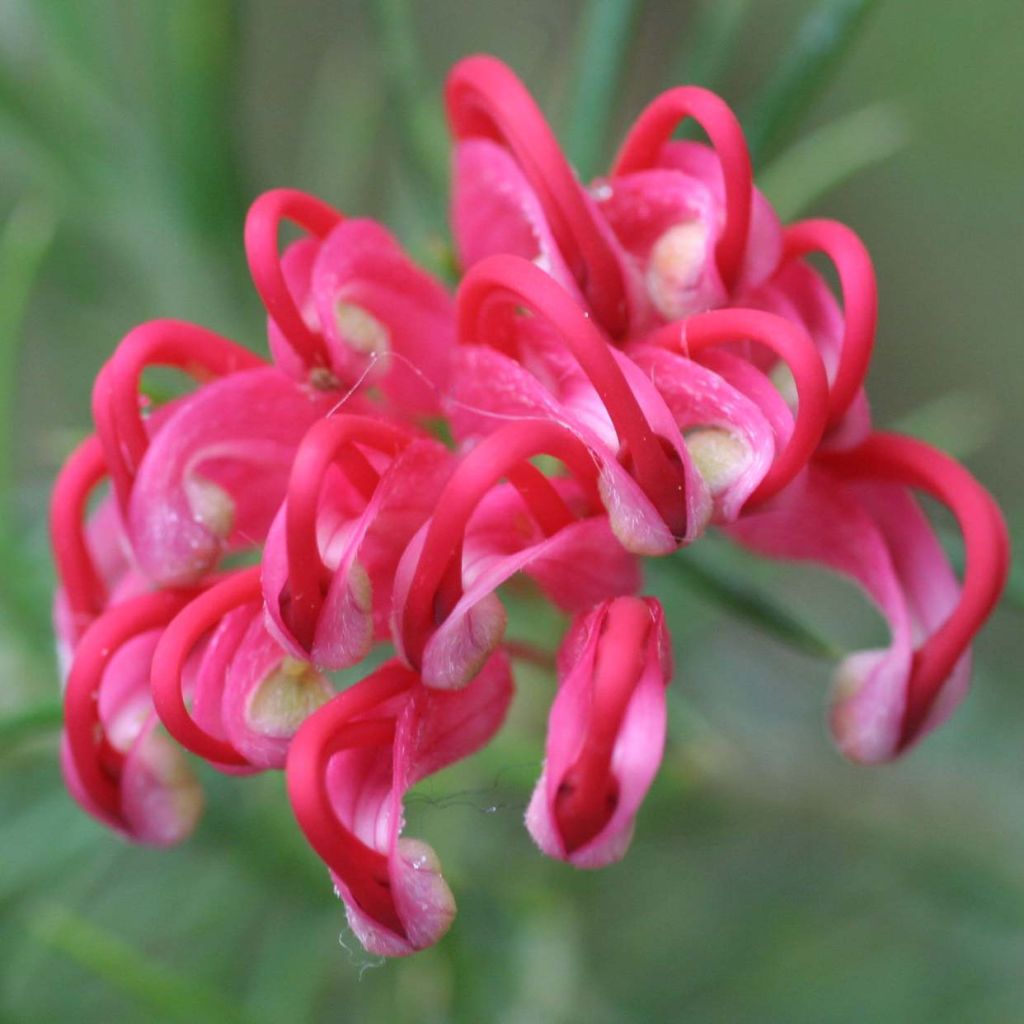Grevillea juniperina