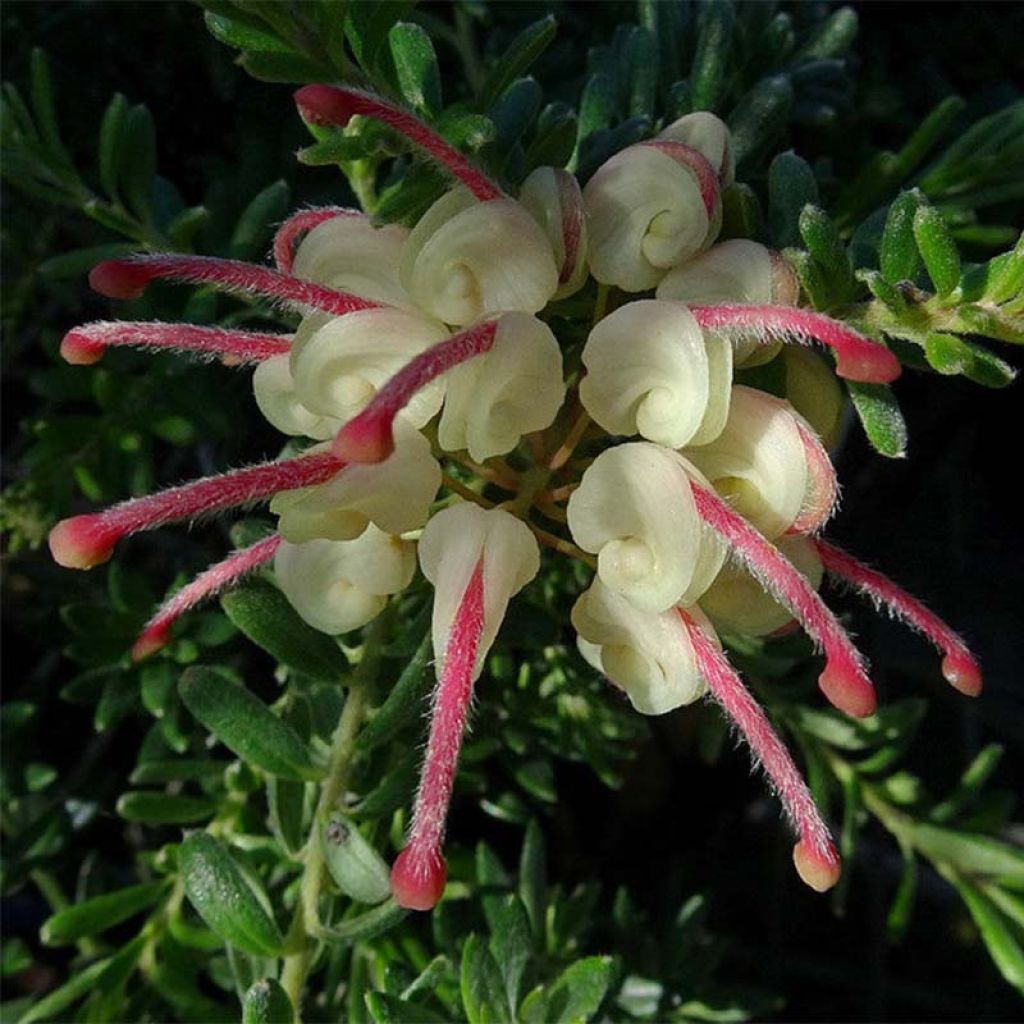 Grevillea lanigera Mount Tamboritha