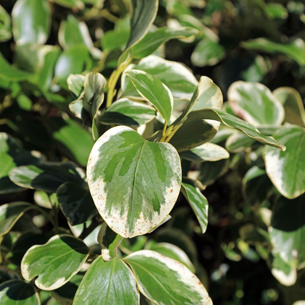 Griselínia Bantry Bay